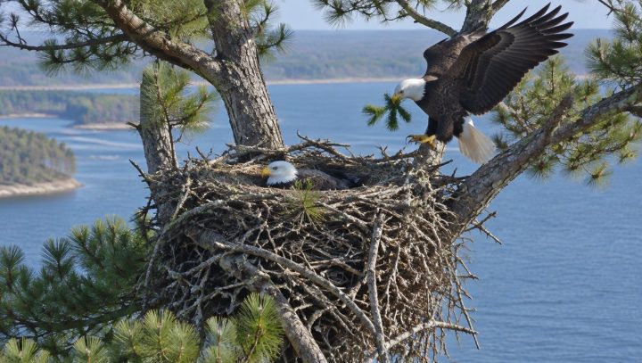 A bald eagle at its nest